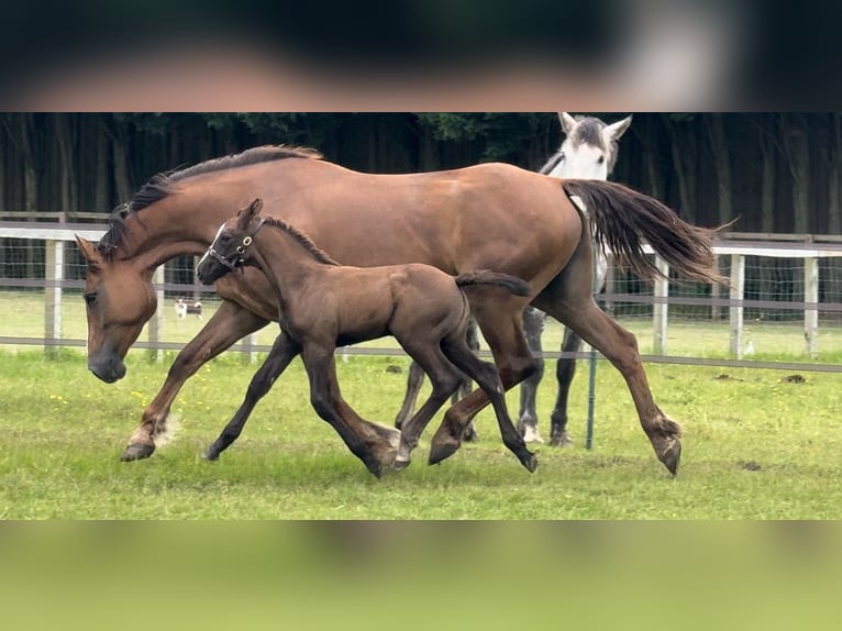 Arbeitspferd Stute 1 Jahr 168 cm Fuchs in Essex