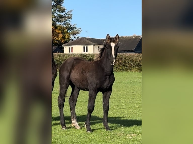 Arbeitspferd Stute 1 Jahr 168 cm Fuchs in Essex