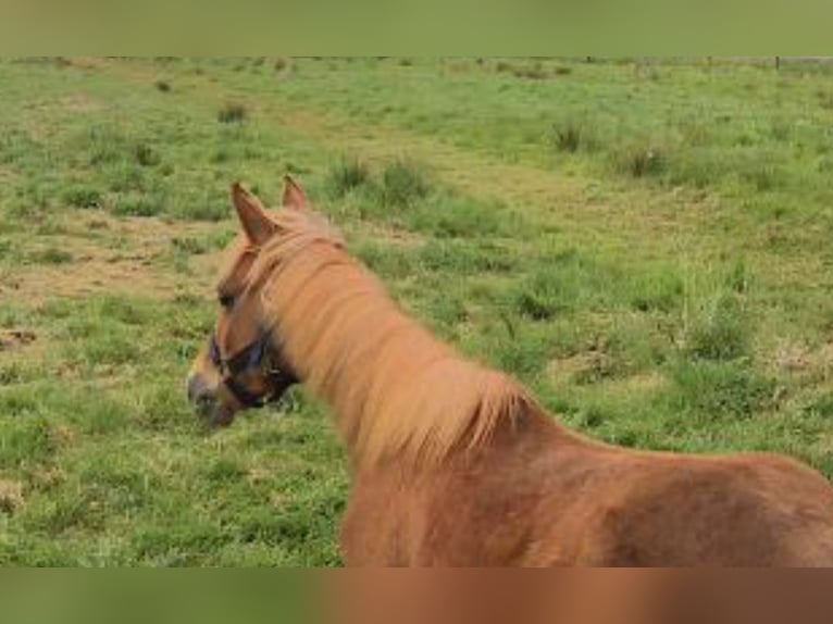 Arbeitspferd Mix Stute 1 Jahr Fuchs in Südbrookmerland