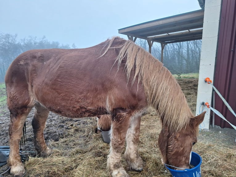 Arbeitspferd Stute 23 Jahre Fuchs in Mugron