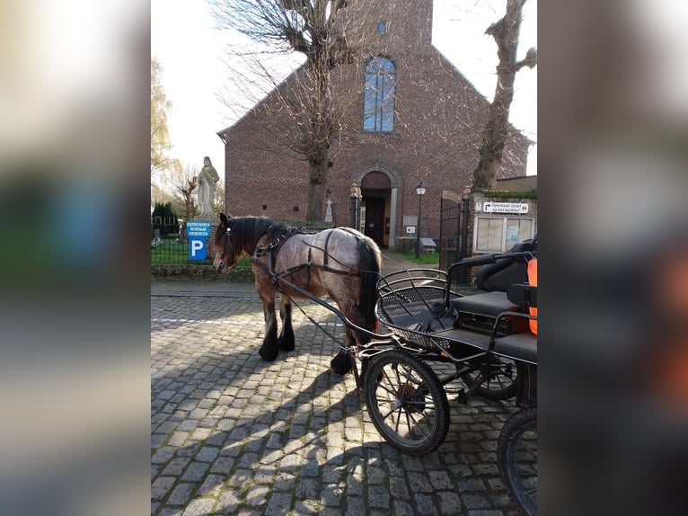 Arbeitspferd Stute 2 Jahre 170 cm Braunfalbschimmel in Zevergem