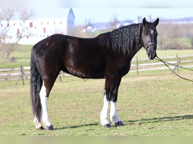 Arbeitspferd Mix Stute 3 Jahre 155 cm Schecke in Gap