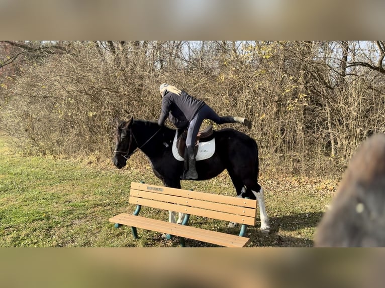 Arbeitspferd Mix Stute 3 Jahre 155 cm Schecke in Gap