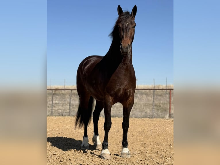 Arbeitspferd Stute 3 Jahre 173 cm Rotbrauner in Weatherford