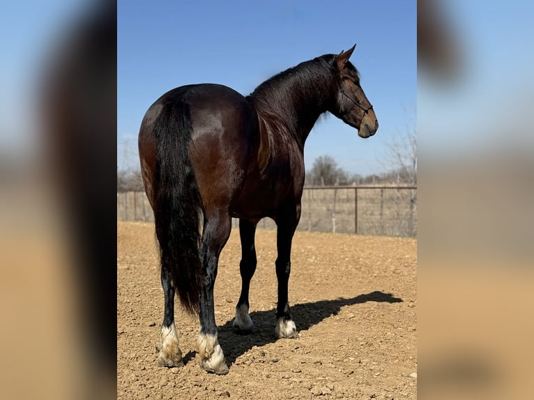 Arbeitspferd Stute 3 Jahre 173 cm Rotbrauner in Weatherford