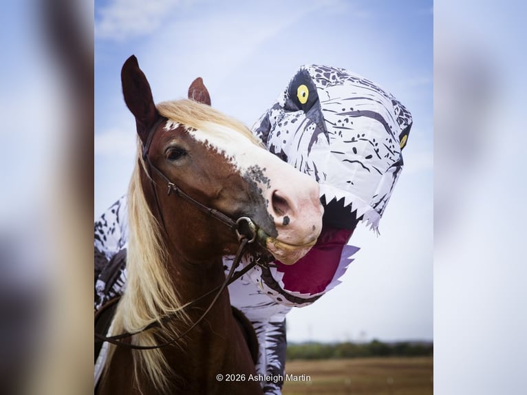 Arbeitspferd Mix Stute 3 Jahre 173 cm Rotfuchs in Glen Rose