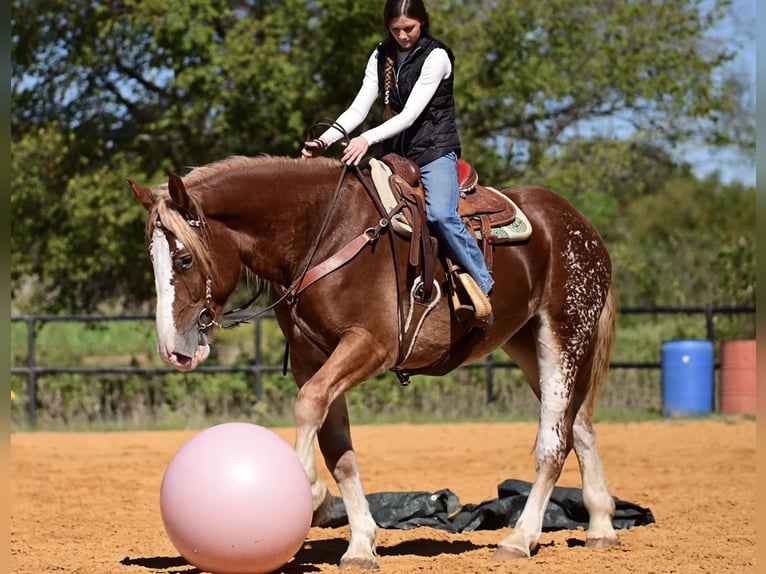 Arbeitspferd Mix Stute 3 Jahre 173 cm Rotfuchs in Glen Rose
