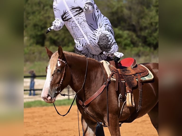 Arbeitspferd Mix Stute 3 Jahre 173 cm Rotfuchs in Glen Rose