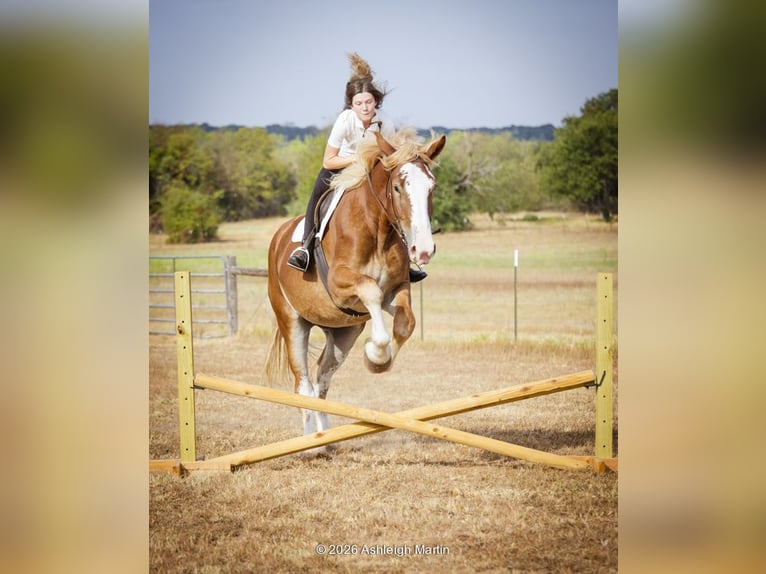 Arbeitspferd Mix Stute 3 Jahre 173 cm Rotfuchs in Glen Rose