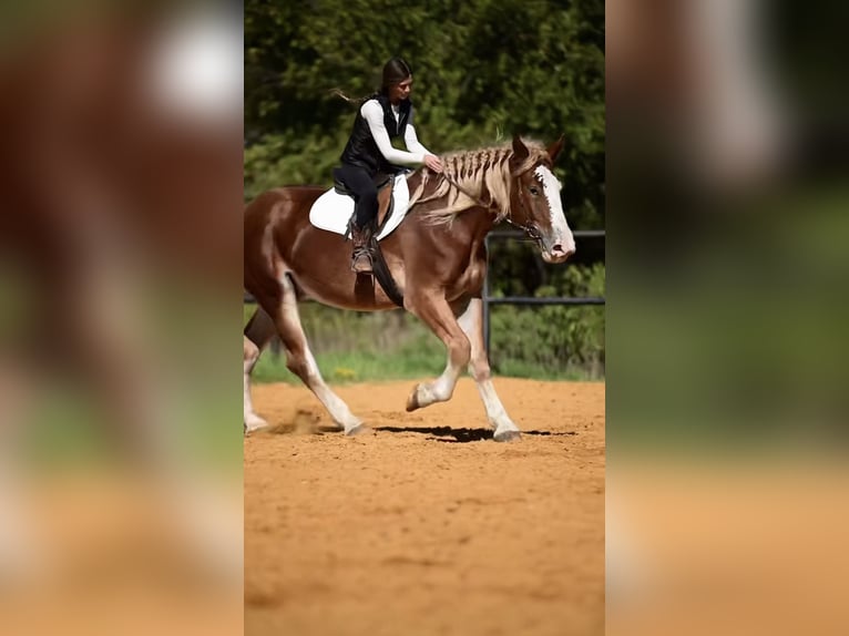Arbeitspferd Mix Stute 3 Jahre 173 cm Rotfuchs in Glen Rose