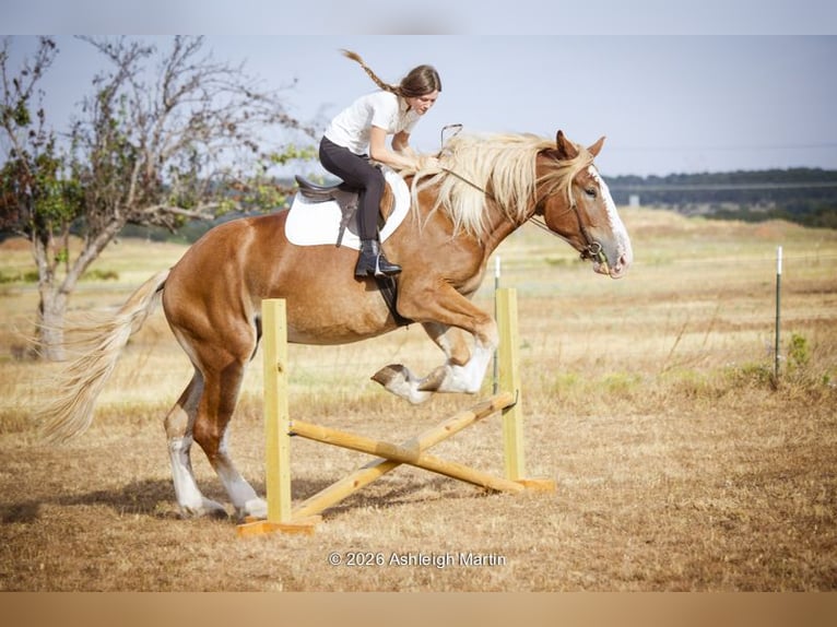 Arbeitspferd Mix Stute 3 Jahre 173 cm Rotfuchs in Glen Rose