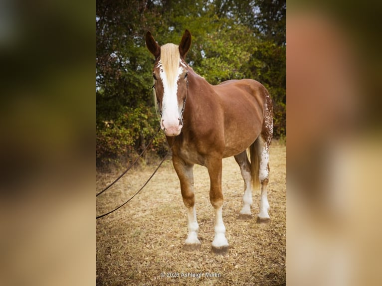 Arbeitspferd Mix Stute 3 Jahre 173 cm Rotfuchs in Glen Rose