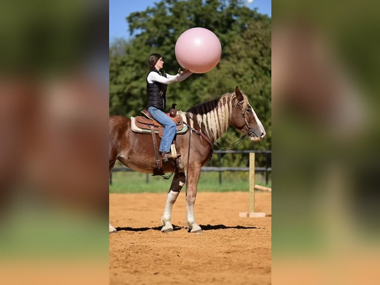 Arbeitspferd Mix Stute 3 Jahre 173 cm Rotfuchs in Glen Rose