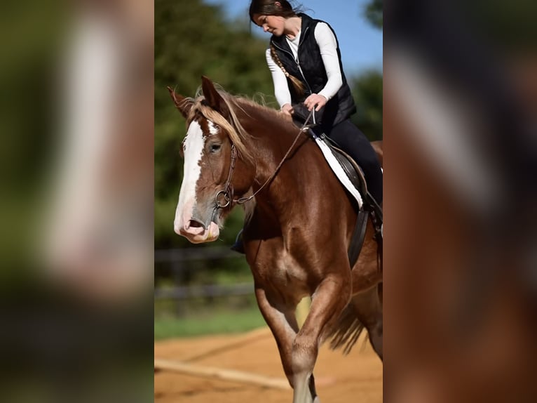 Arbeitspferd Mix Stute 3 Jahre 173 cm Rotfuchs in Glen Rose