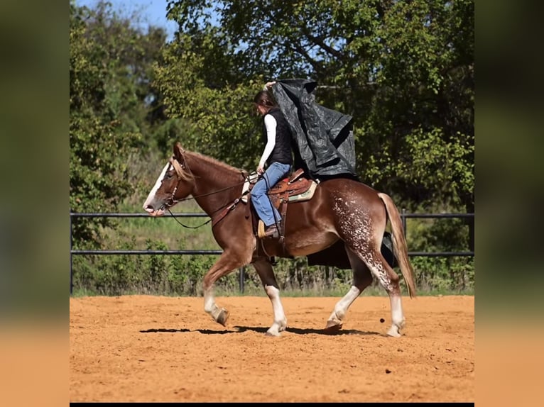 Arbeitspferd Mix Stute 3 Jahre 173 cm Rotfuchs in Glen Rose