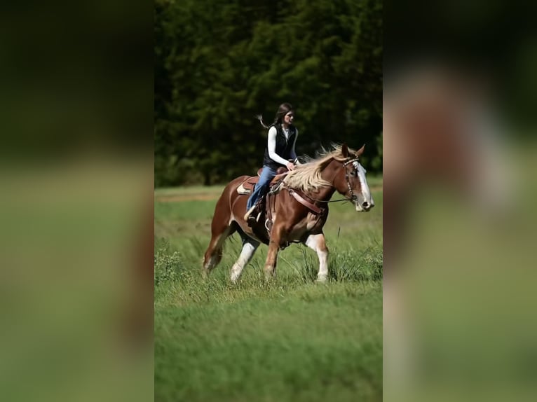 Arbeitspferd Mix Stute 3 Jahre 173 cm Rotfuchs in Glen Rose