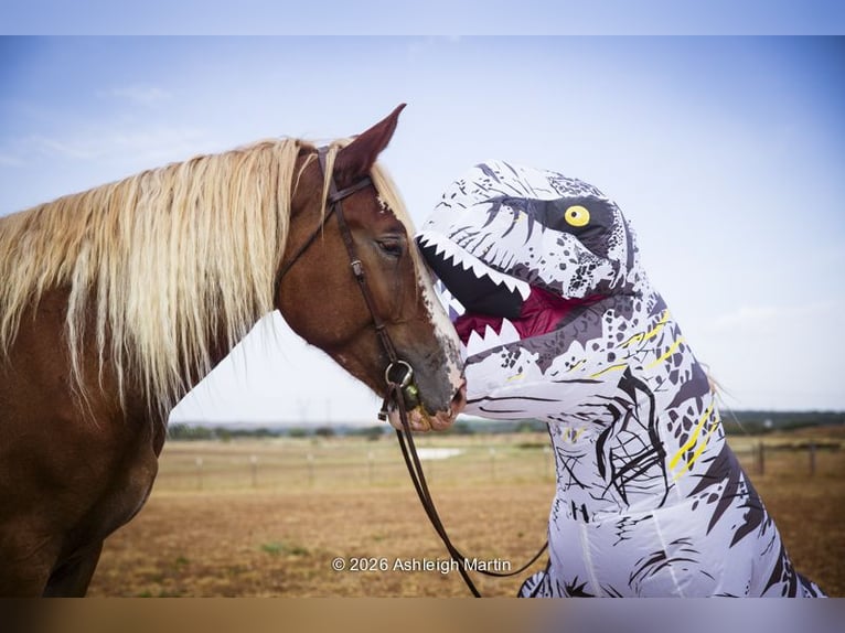 Arbeitspferd Mix Stute 3 Jahre 173 cm Rotfuchs in Glen Rose