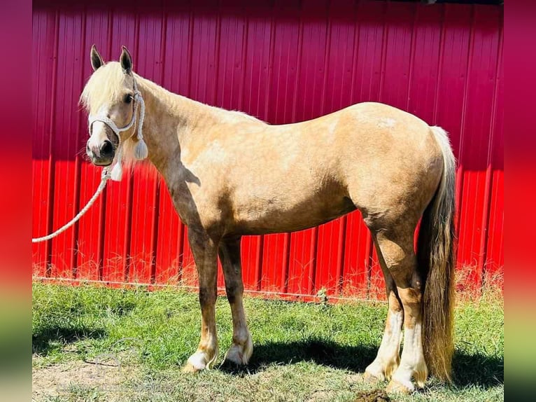 Arbeitspferd Stute 4 Jahre 142 cm Palomino in Ava, MO