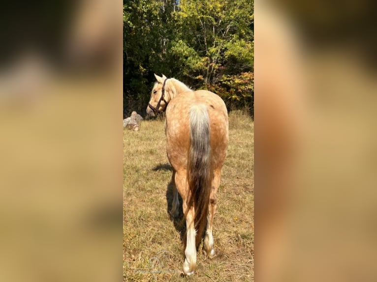 Arbeitspferd Stute 4 Jahre 142 cm Palomino in Ava, MO