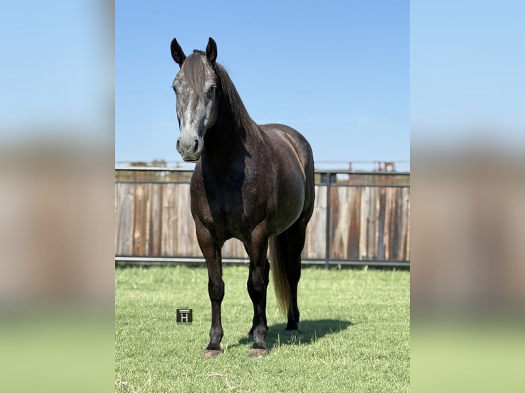 Arbeitspferd Stute 4 Jahre 150 cm Schimmel in Jacksboro