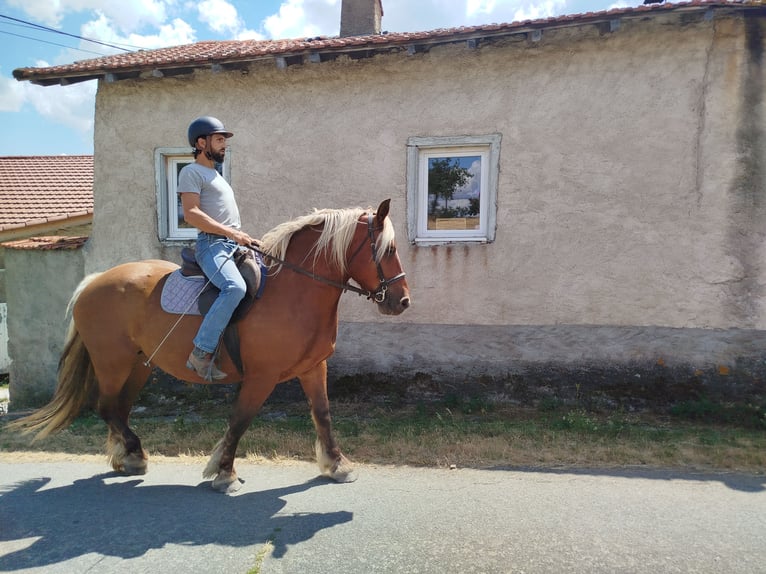 Arbeitspferd Stute 4 Jahre 151 cm Fuchs in Souternon