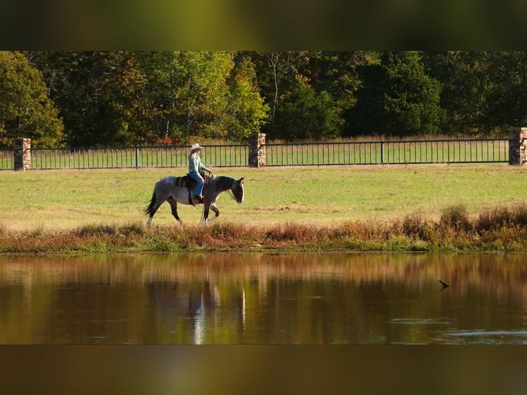 Arbeitspferd Mix Stute 4 Jahre 152 cm Roan-Bay in Quitman Arbeitspferd Mix Stute 4 Jahre 152 cm Roan-Bay in Quitman