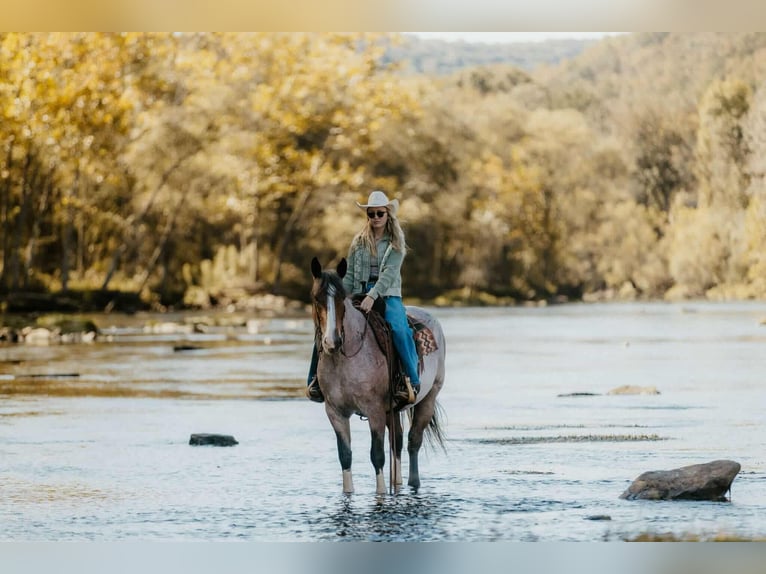 Arbeitspferd Mix Stute 4 Jahre 152 cm Roan-Bay in Quitman Arbeitspferd Mix Stute 4 Jahre 152 cm Roan-Bay in Quitman