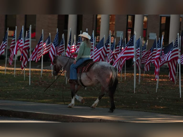 Arbeitspferd Mix Stute 4 Jahre 152 cm Roan-Bay in Quitman Arbeitspferd Mix Stute 4 Jahre 152 cm Roan-Bay in Quitman