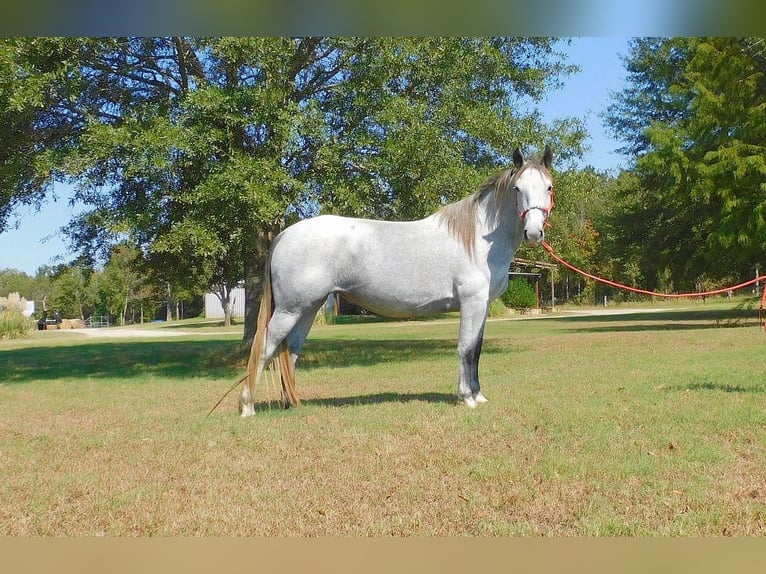 Arbeitspferd Stute 4 Jahre 152 cm Schimmel in New Summerfield, TX