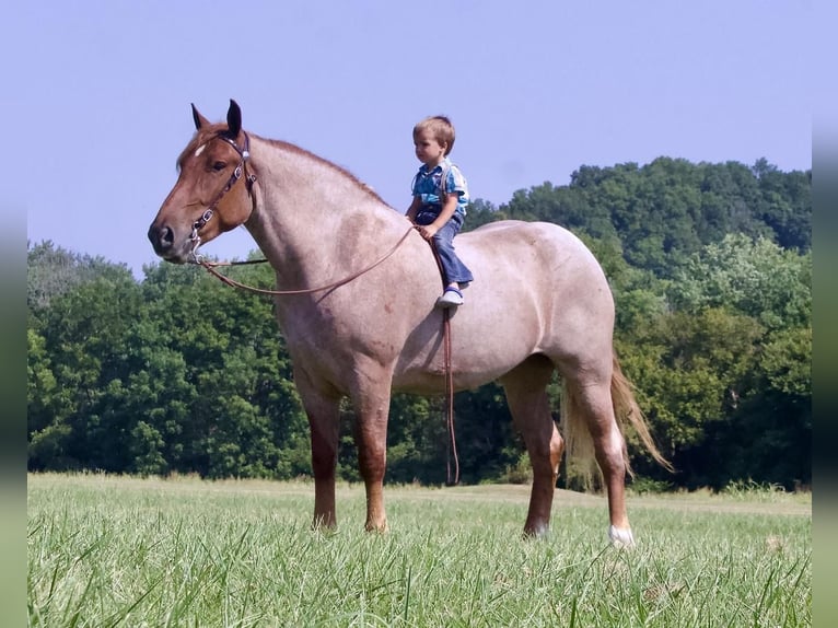 Arbeitspferd Stute 4 Jahre 155 cm Roan-Red in Liberty, KY