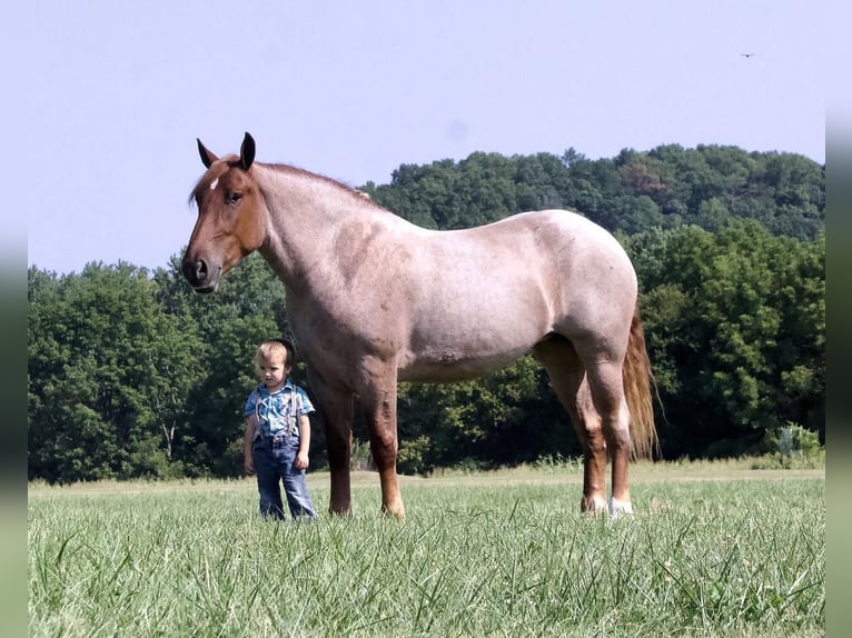 Arbeitspferd Stute 4 Jahre 155 cm Roan-Red in Liberty, KY