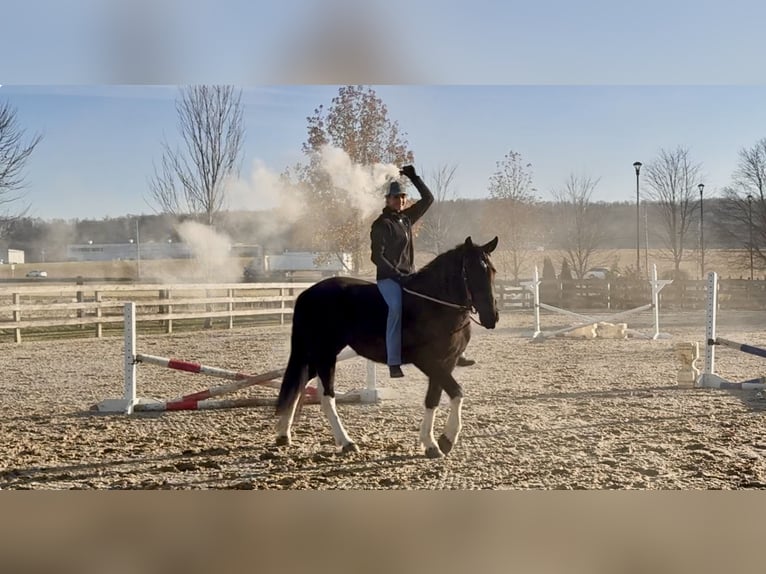 Arbeitspferd Mix Stute 4 Jahre 155 cm Schecke in Gap