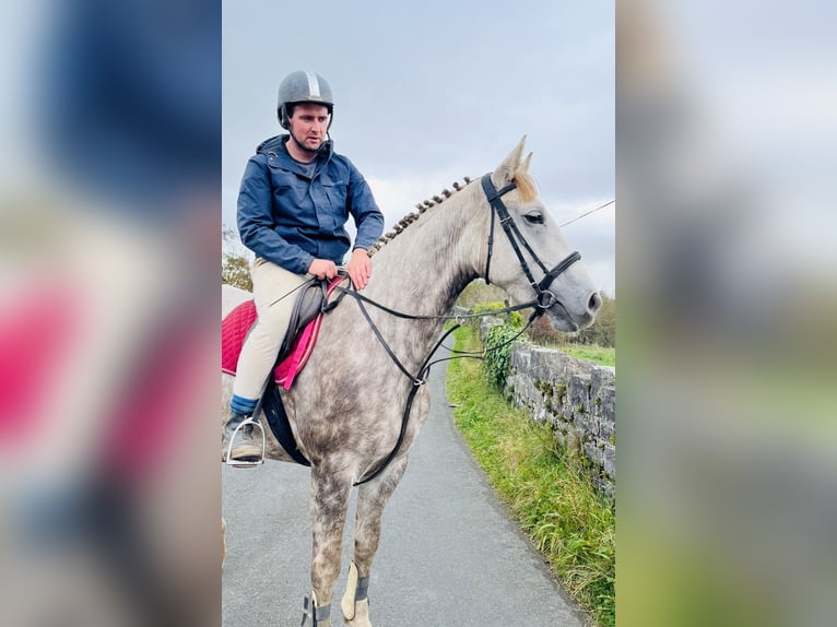 Arbeitspferd Stute 4 Jahre 160 cm Apfelschimmel in Sligo