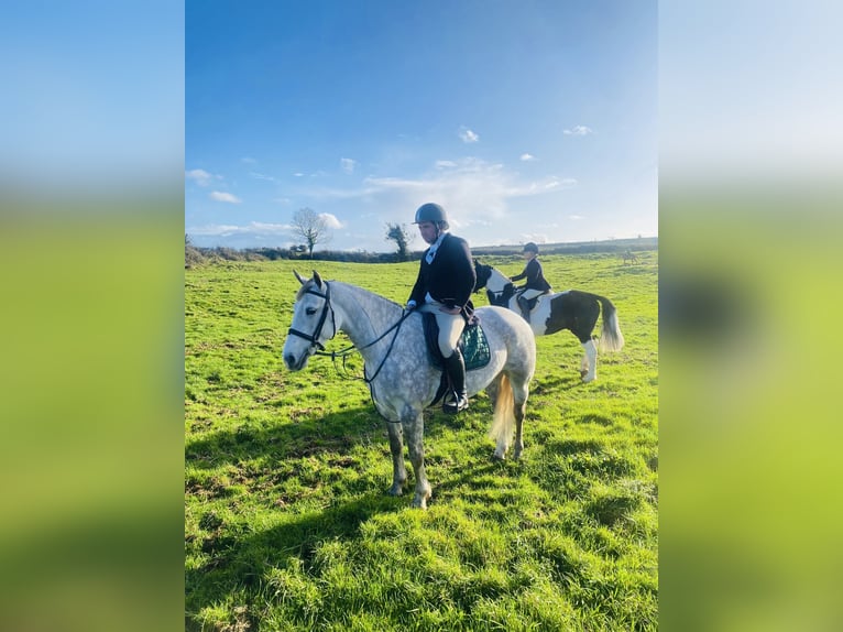 Arbeitspferd Stute 4 Jahre 160 cm Apfelschimmel in Sligo