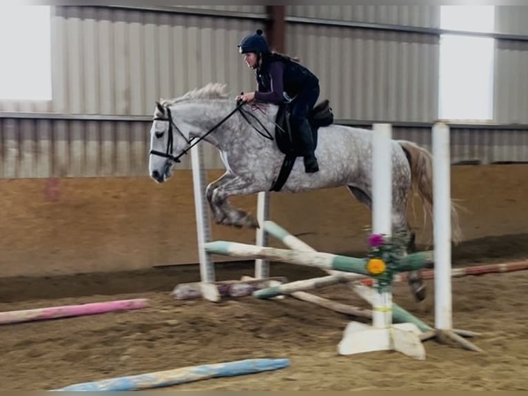 Arbeitspferd Stute 4 Jahre 160 cm Apfelschimmel in Sligo