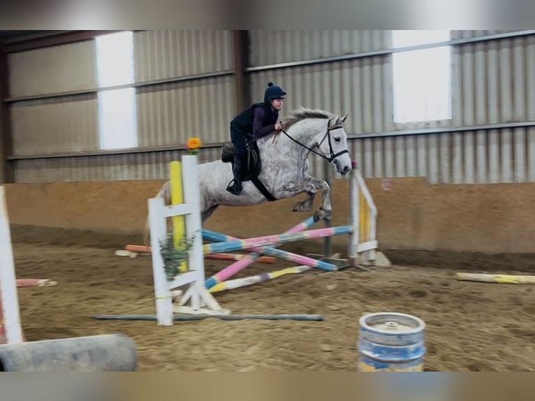 Arbeitspferd Stute 4 Jahre 160 cm Apfelschimmel in Sligo