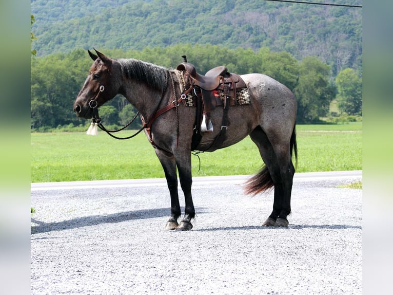 Arbeitspferd Mix Stute 4 Jahre 168 cm Roan-Blue in Allenwood, PA