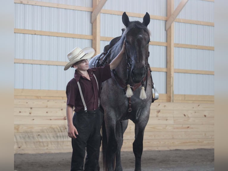 Arbeitspferd Mix Stute 4 Jahre 168 cm Roan-Blue in Allenwood, PA