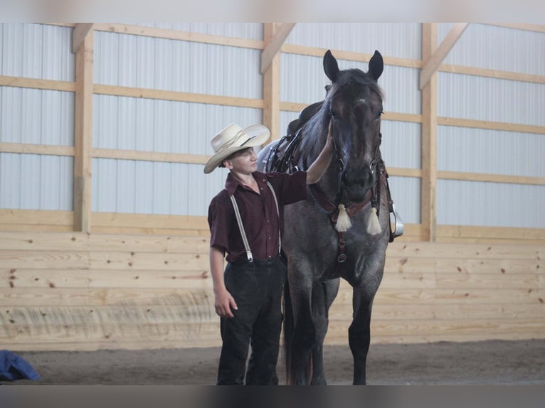 Arbeitspferd Mix Stute 4 Jahre 168 cm Roan-Blue in Allenwood, PA