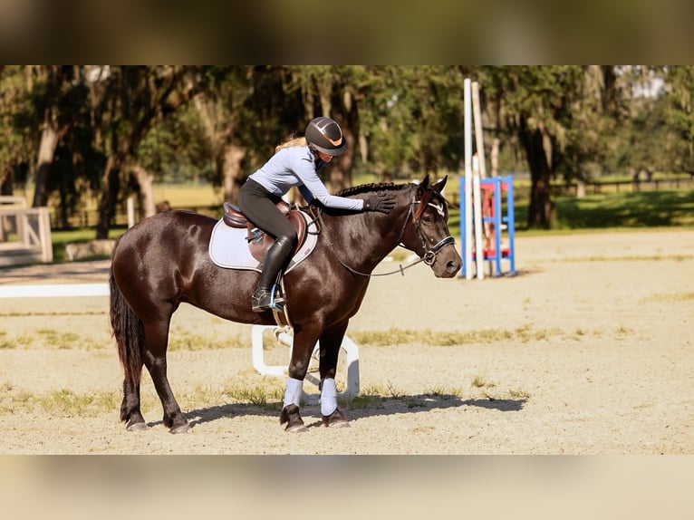 Arbeitspferd Mix Stute 4 Jahre Rappe in Ocala
