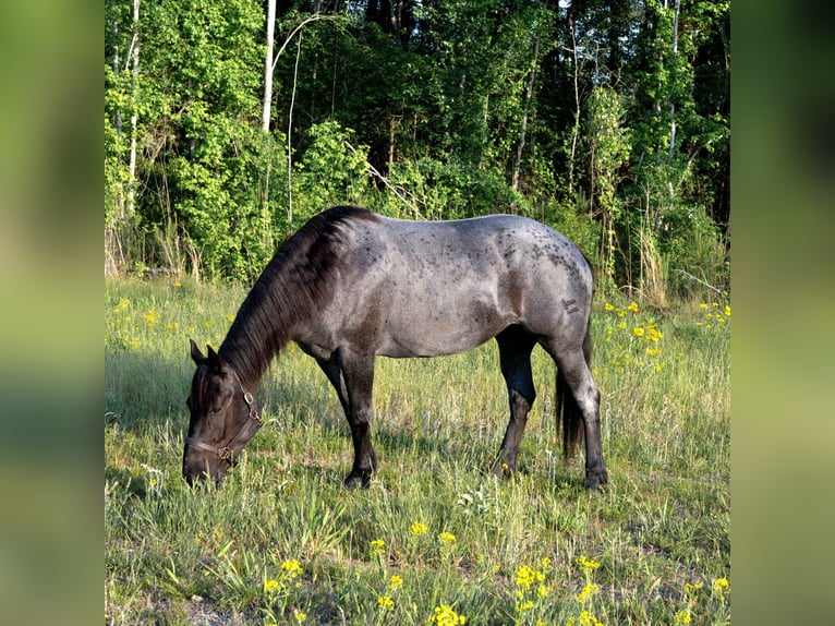 Arbeitspferd Mix Stute 4 Jahre Roan-Blue in Adrian