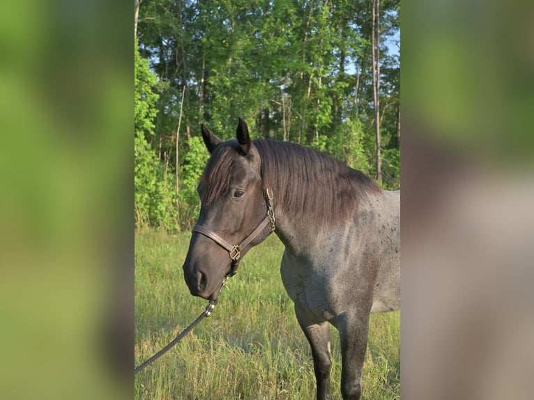 Arbeitspferd Mix Stute 4 Jahre Roan-Blue in Adrian