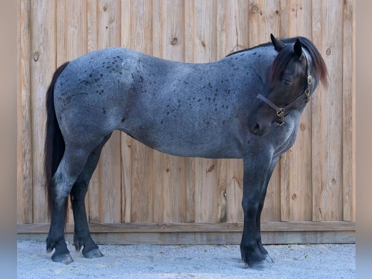 Arbeitspferd Mix Stute 4 Jahre Roan-Blue in Adrian