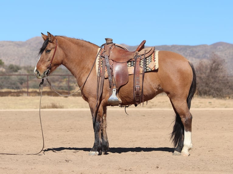 Arbeitspferd Mix Stute 5 Jahre 140 cm Buckskin in Dewey, AZ