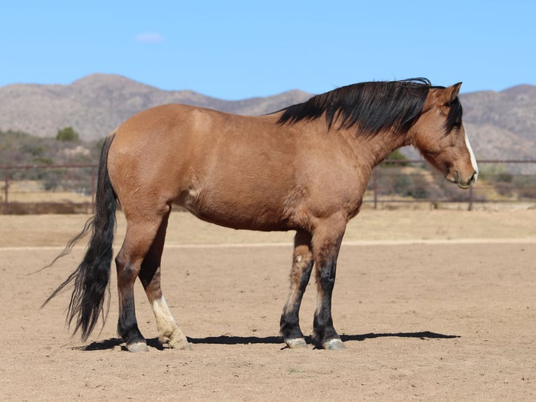 Arbeitspferd Mix Stute 5 Jahre 140 cm Buckskin in Dewey, AZ