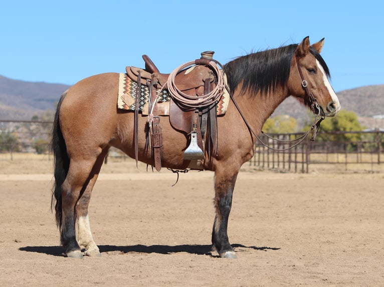 Arbeitspferd Mix Stute 5 Jahre 140 cm Buckskin in Dewey, AZ