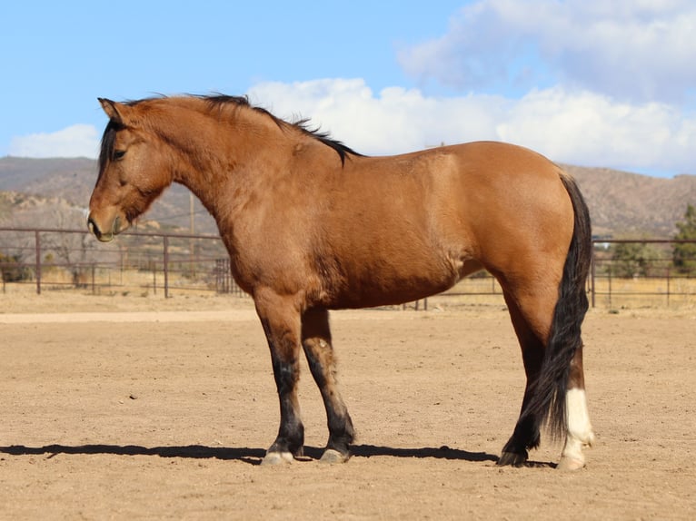 Arbeitspferd Mix Stute 5 Jahre 140 cm Buckskin in Dewey, AZ