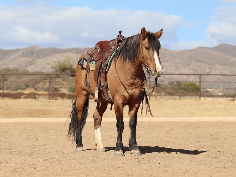 Arbeitspferd Mix Stute 5 Jahre 140 cm Buckskin in Dewey, AZ