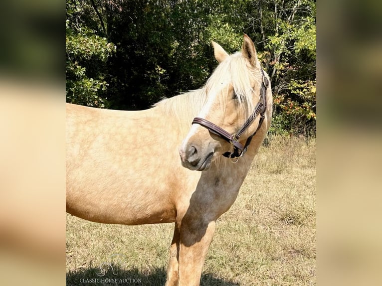 Arbeitspferd Stute 5 Jahre 142 cm Palomino in Ava, MO