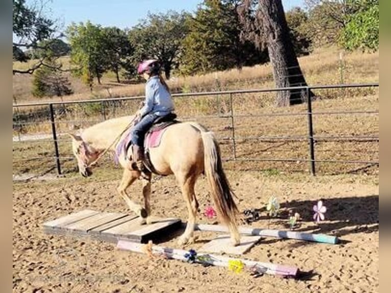 Arbeitspferd Stute 5 Jahre 142 cm Palomino in Ava, MO